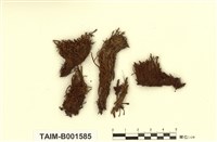 藏品(變齒苔屬)的圖片